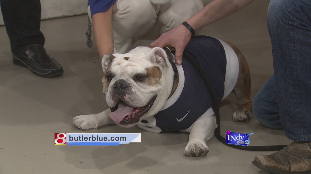 Butler University’s Mascot, Butler Blue III (aka Trip) Stops By The ...