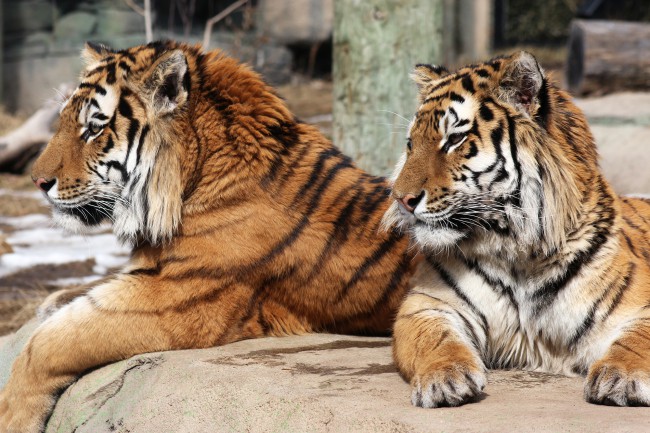 Meet Zoya the Amur Tiger cub at the Indianapolis Zoo