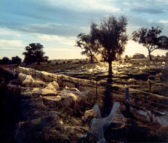 Spiders rain down on Australian town 