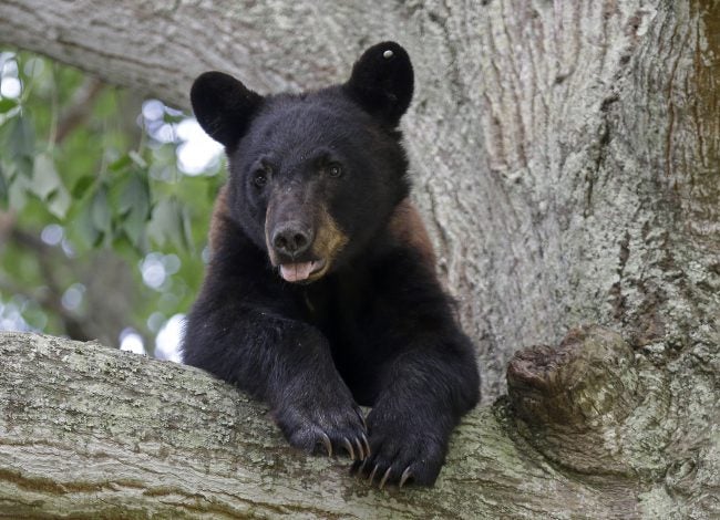 Northern Indiana bear to be captured and moved - Indianapolis News ...