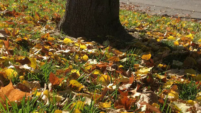 Fall leaves on ground generic_303932