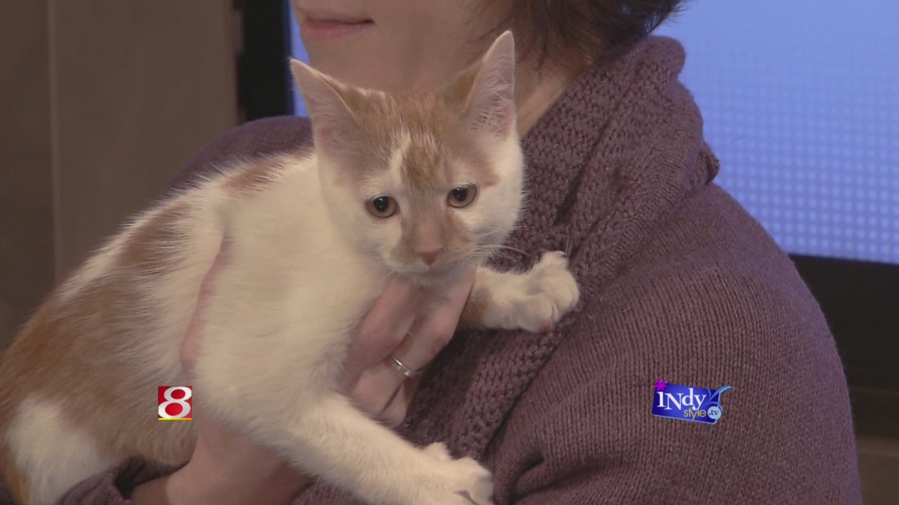 It’s Kitten Season What that means and what you can do WISHTV