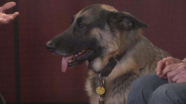 Pet Pals: German Shepherds - Indianapolis News | Indiana Weather ...