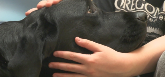 Delaware Countyâ€™s 'court dog' to comfort abused kids - WISH-TV