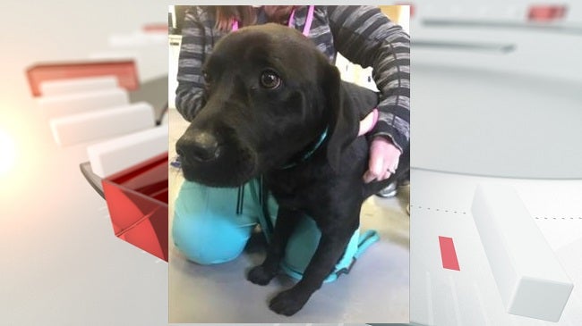 Dog recovers after surgery to remove leg-hold trap from scrotum ...