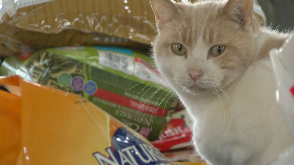 Free Pet Food Pantry In Indianapolis Helps Hundreds Of Families Wish Tv Indianapolis News Indiana Weather Indiana Traffic