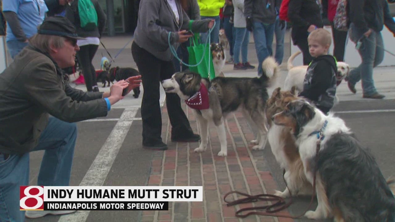 Mutt Strut brings dogs, owners to Indianapolis Motor Speedway WISHTV