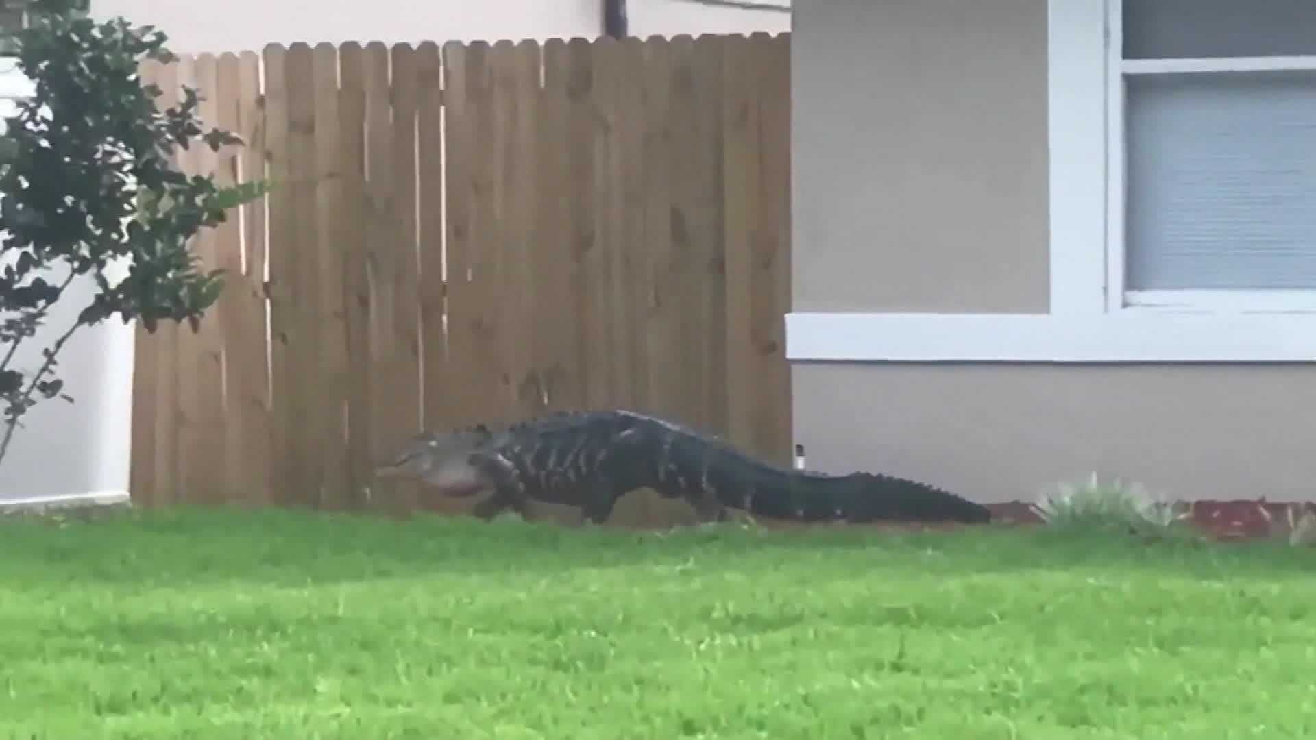 Video: Feisty gator head-butts trapper in escape attempt - Indianapolis ...