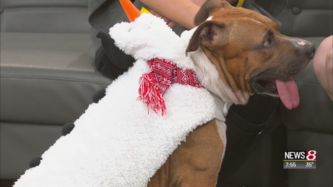 '12 Days of Strays' at Indianapolis Animal Control Services WISHTV