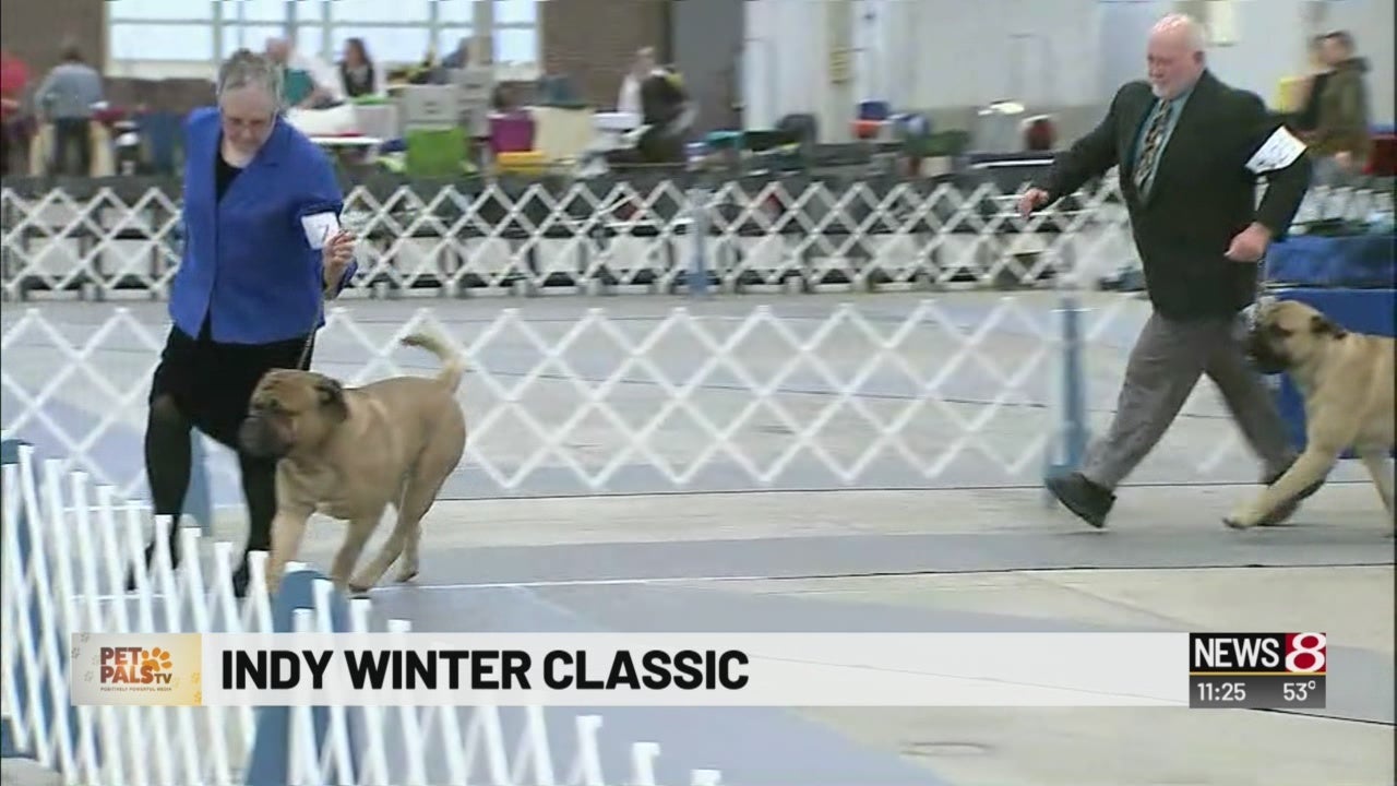 Pet Pals Indy Winter Classic WISHTV Indianapolis News Indiana