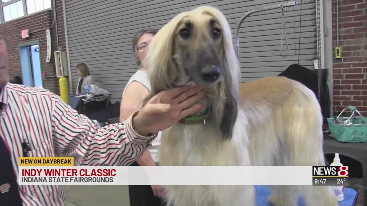 Pet Pals Indy Winter Classic Dog Show Indianapolis News Indiana