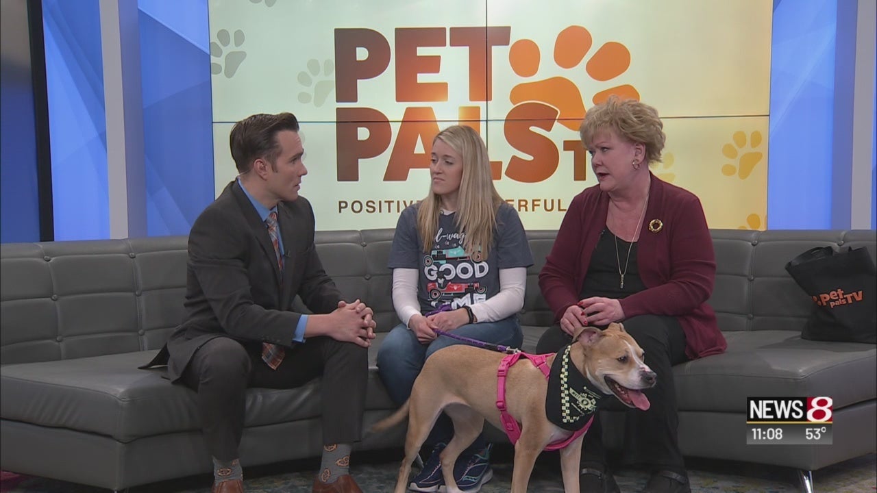 Pet Pals TV Mutt Strut preview Indianapolis News Indiana Weather