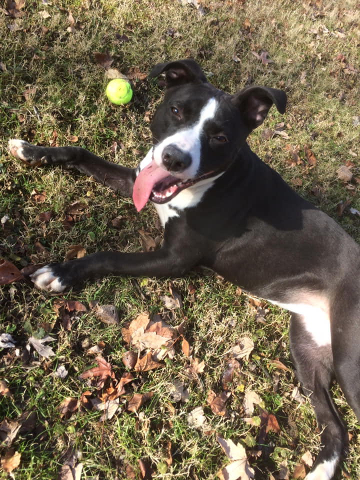 Dogs and owners enjoy a dog day afternoon in Indy