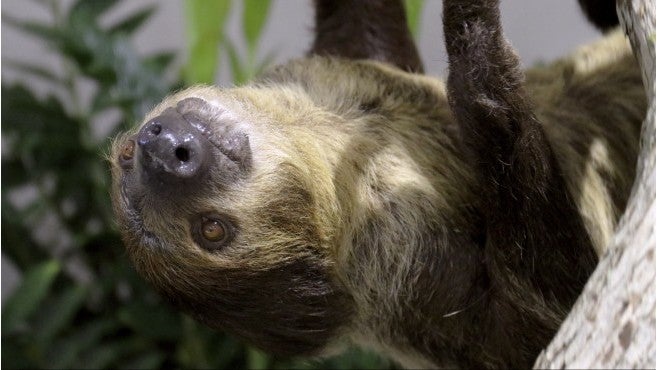 Sloths, snakes exhibits set to open at Indianapolis Zoo - Indianapolis ...