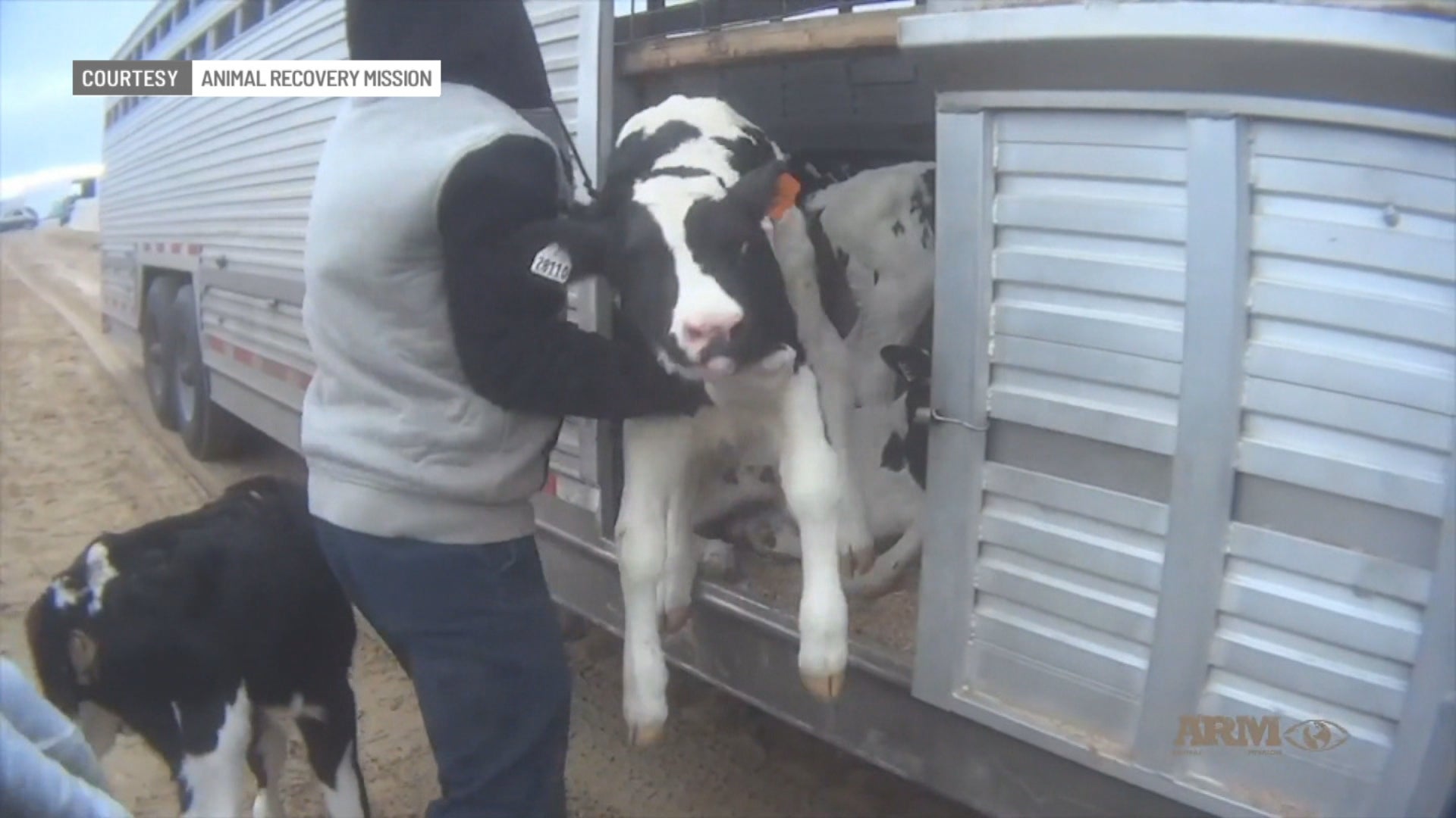 Video Shows Alleged Animal Cruelty At Fair Oaks Farms - WISH-TV ...