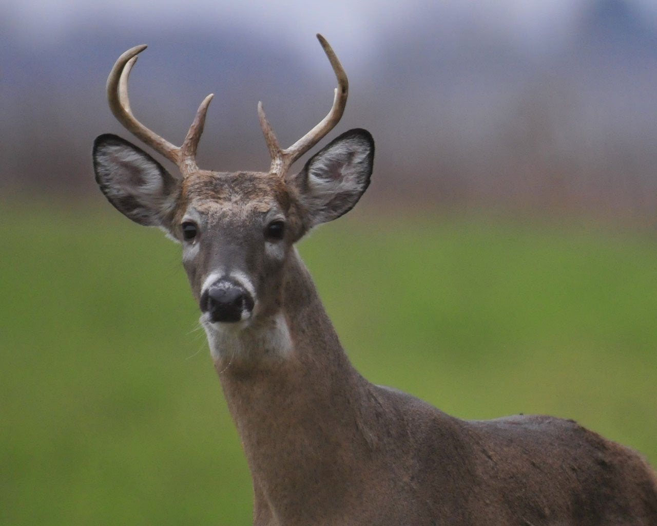 Indiana Hunt for Hunger Helping hungry Hoosiers during deer season