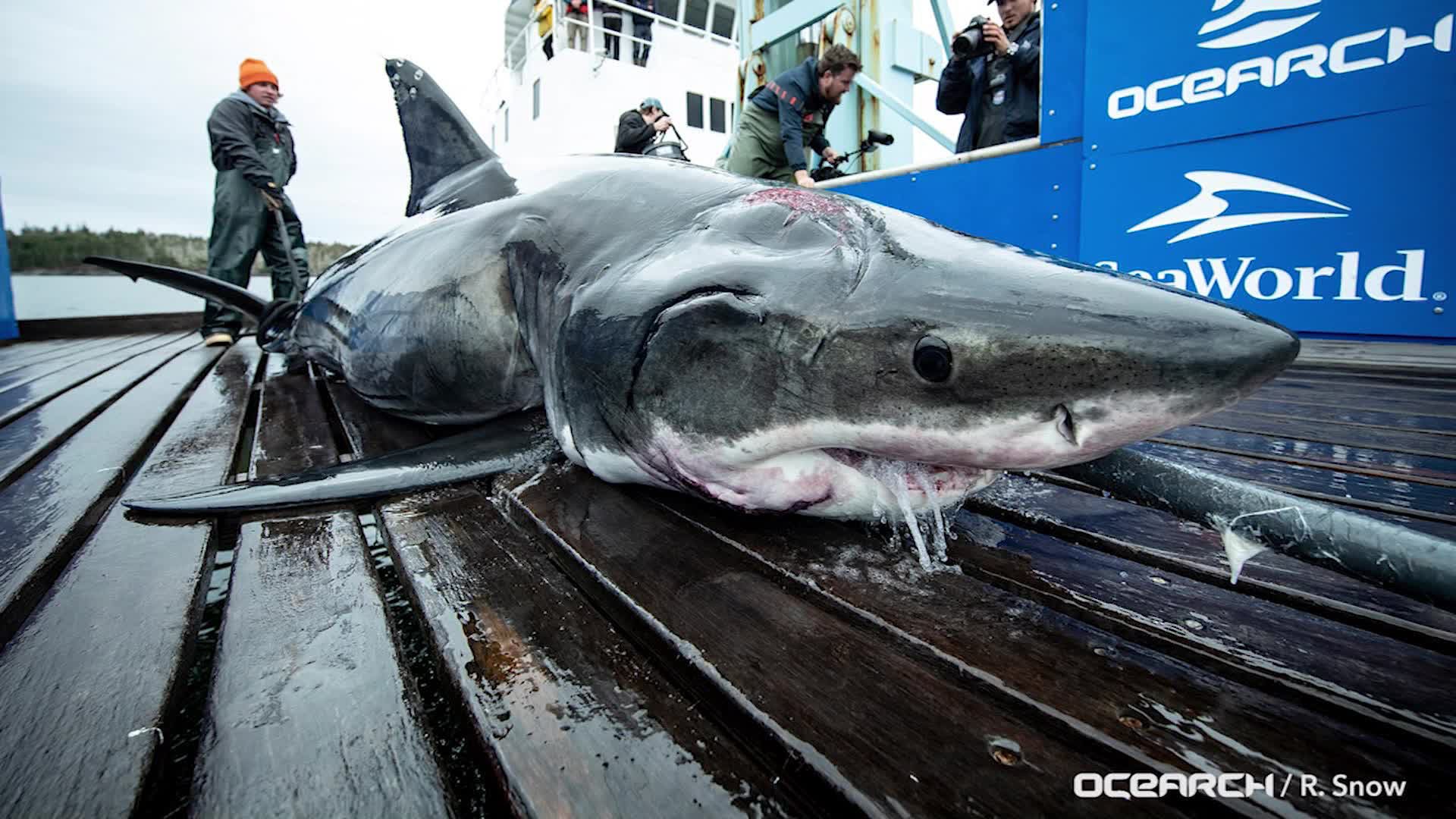 Where did bite marks on 13-foot great white shark come from? - WISH-TV ...