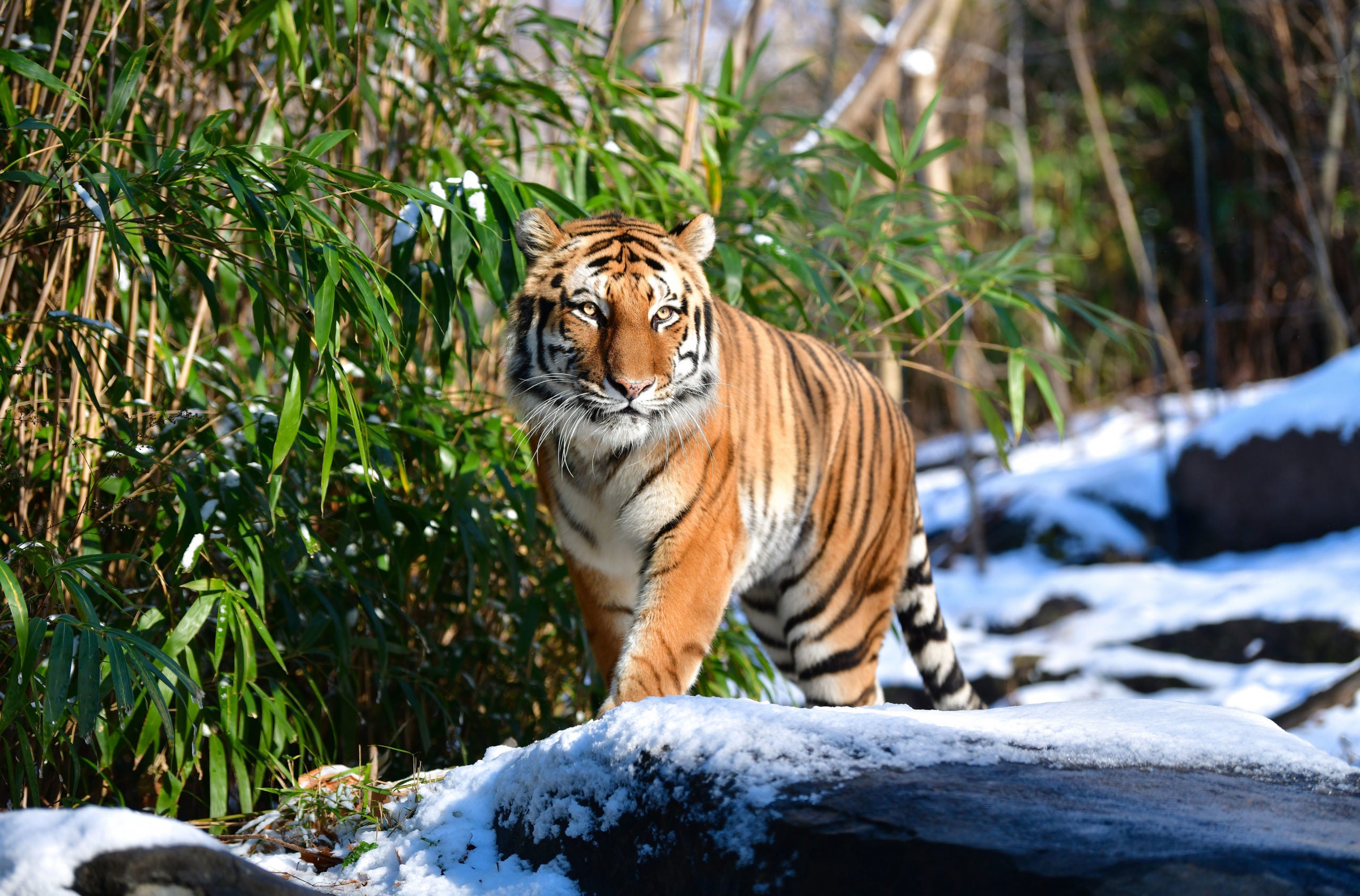 Tiger at NYC zoo tests positive for coronavirus