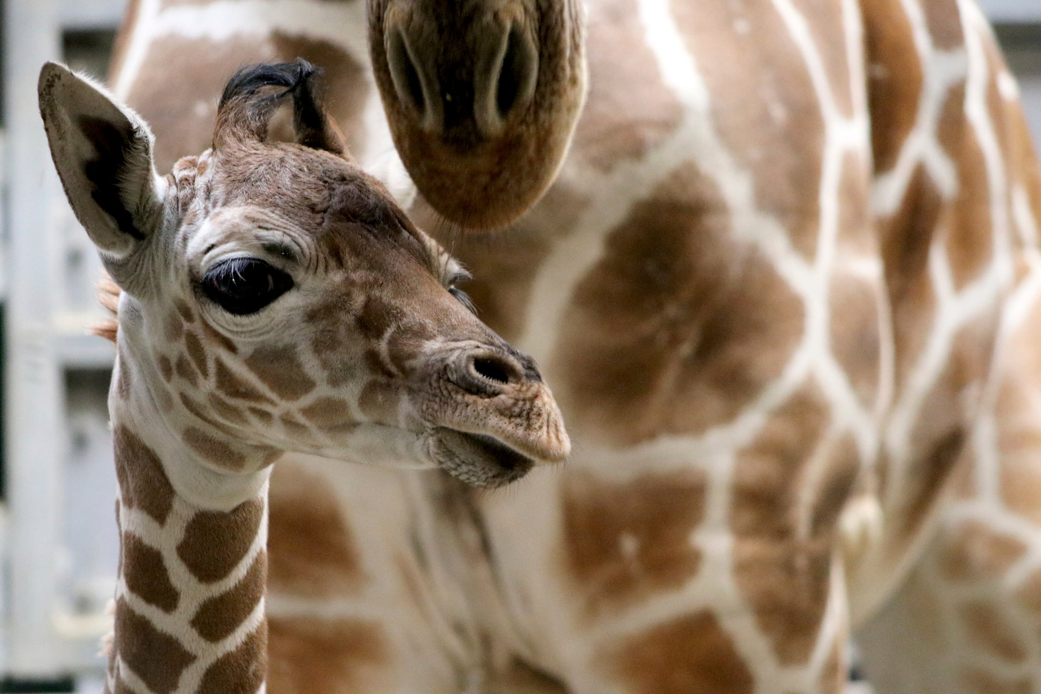 Download Indianapolis Zoo Welcomes Baby Giraffe Wish Tv Indianapolis News Indiana Weather Indiana Traffic