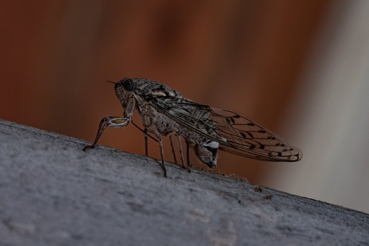 Latesummer cicadas in full swing for Indiana neighborhoods