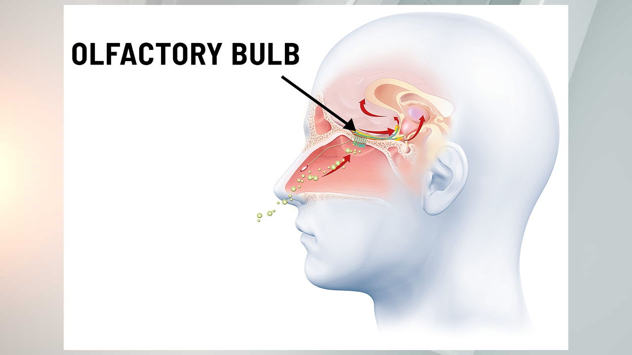 Scientists have discovered the mechanism behind COVID odor loss-WISH-TV | Indianapolis News | Indiana Weather