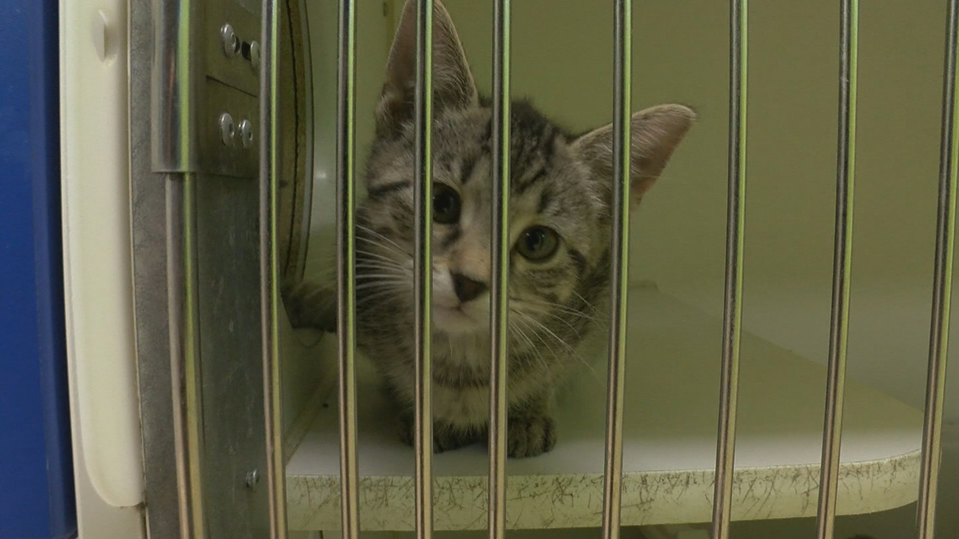 Indy Animal Care Services looking for volunteers
