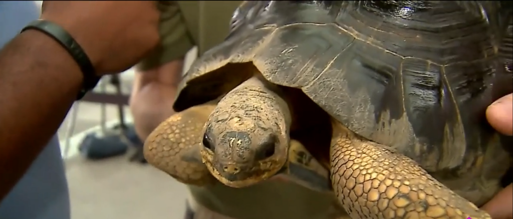 ‘Greatest Spectacle in Tortoise Racing’ returns to Indianapolis Zoo