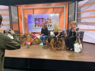 ‘Pet Pals TV’: Bloodhound wins best in show