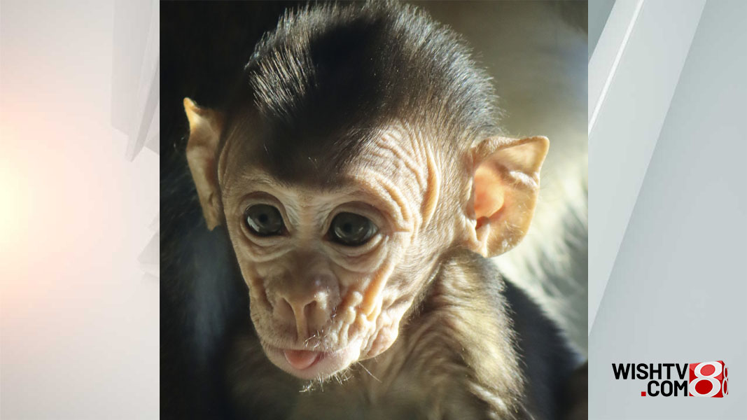 Indianapolis Zoo welcomes four new baby monkeys