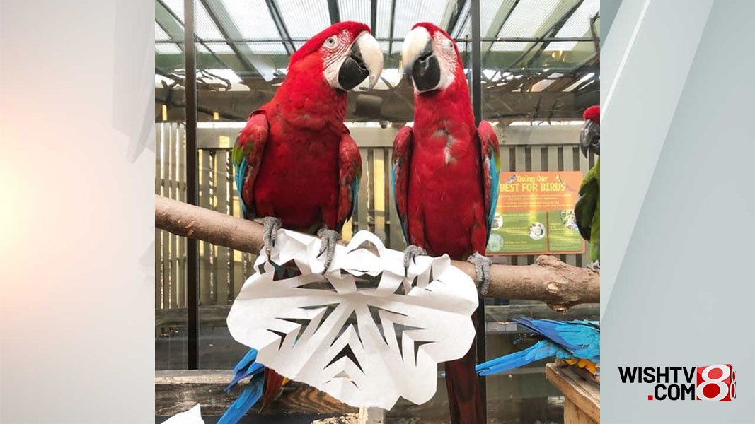 Indianapolis Zoo searching for missing macaw