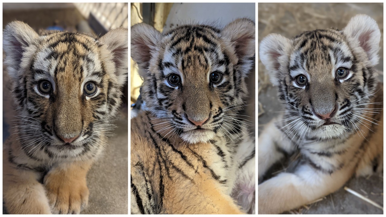 Indianapolis Zoo announces names of new tiger trio