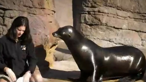 ‘Pet Pals TV’: Seal lions at Indianapolis Zoo