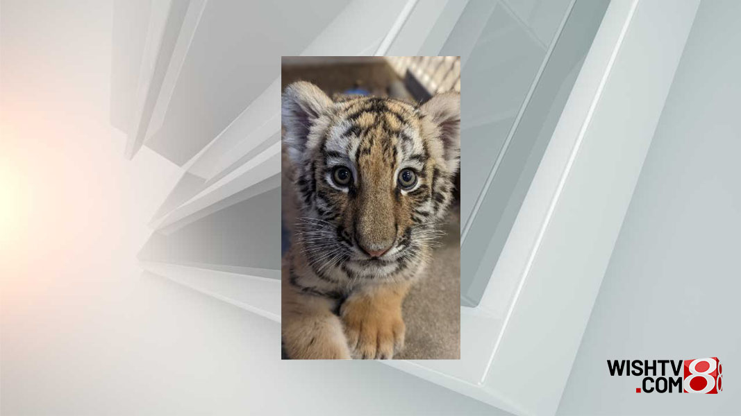 Indianapolis Zoo announces death of tiger cub