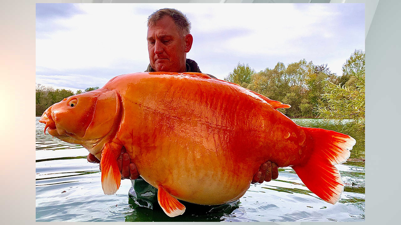 Fisherman catches, releases 67-pound orange carp - Indianapolis