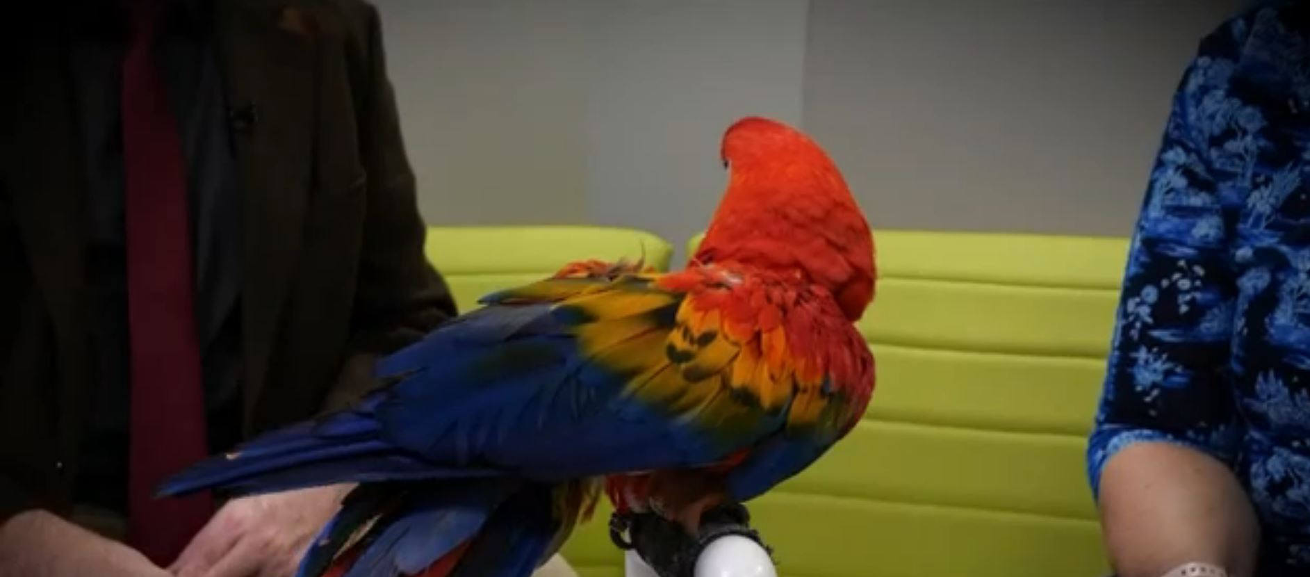 Pet Pals TV: ‘Hoosier feathered friends’