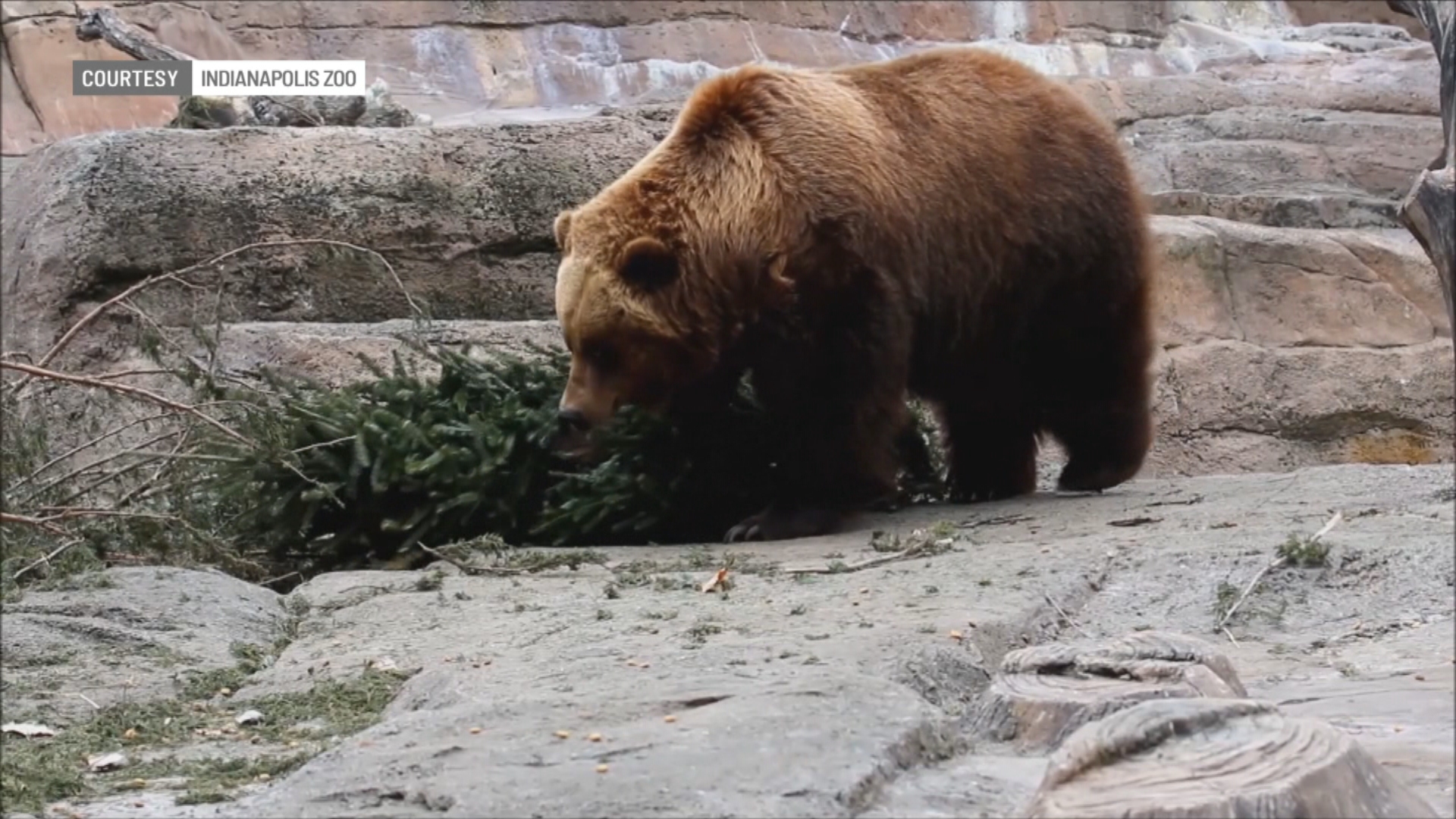 Indianapolis Zoo takes extra care of animals during winter months