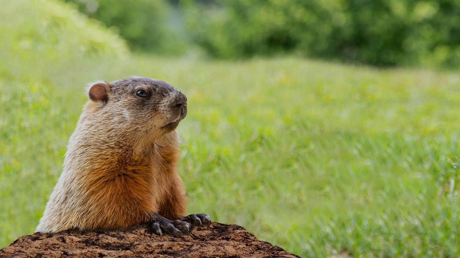 How accurate have Punxsutawney Phil's predictions been for central