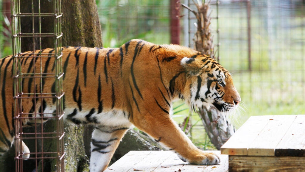 Carole Baskin's Florida animal sanctuary, Big Cat Rescue, to close and ...