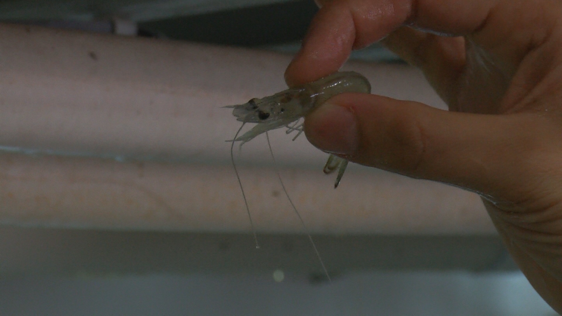 Artificial intelligence helping to grow shrimp in Indianapolis