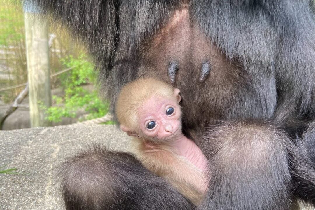 Indianapolis Zoo welcomes baby gibbon | Flipboard