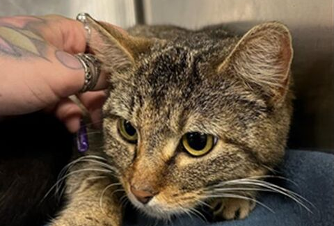 Animal Care Services in dire need of adopters