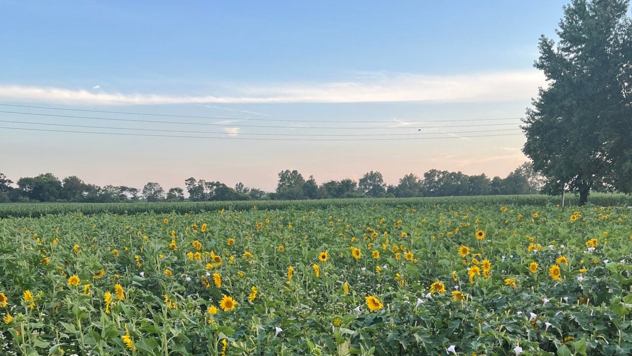 Indiana Grown: Shannon Family Farms