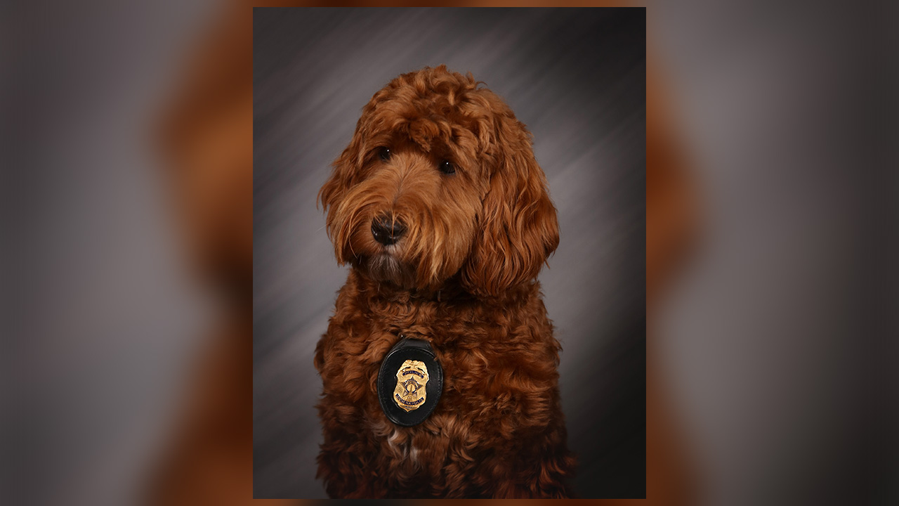 Meet IMPD’s newest therapy dog: Officer Gus