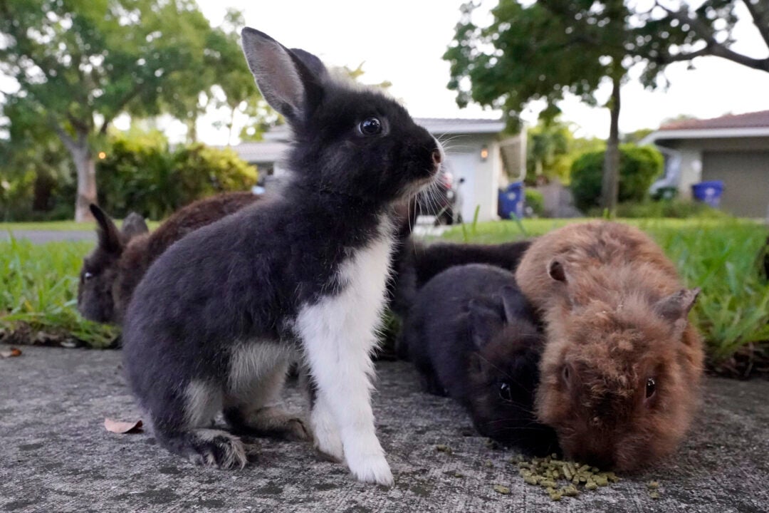 Rabbits gather to eat food left by a resident, Tuesday, July 11, 2023, in Wilton Manors, Fla. The Florida neighborhood is having to deal with a growing group of domestic rabbits on its streets after a breeder illegally let hers loose. Residents are trying to raise $20,000 to $40,000 needed to rescue them and get them into homes. (AP Photo/Wilfredo Lee)