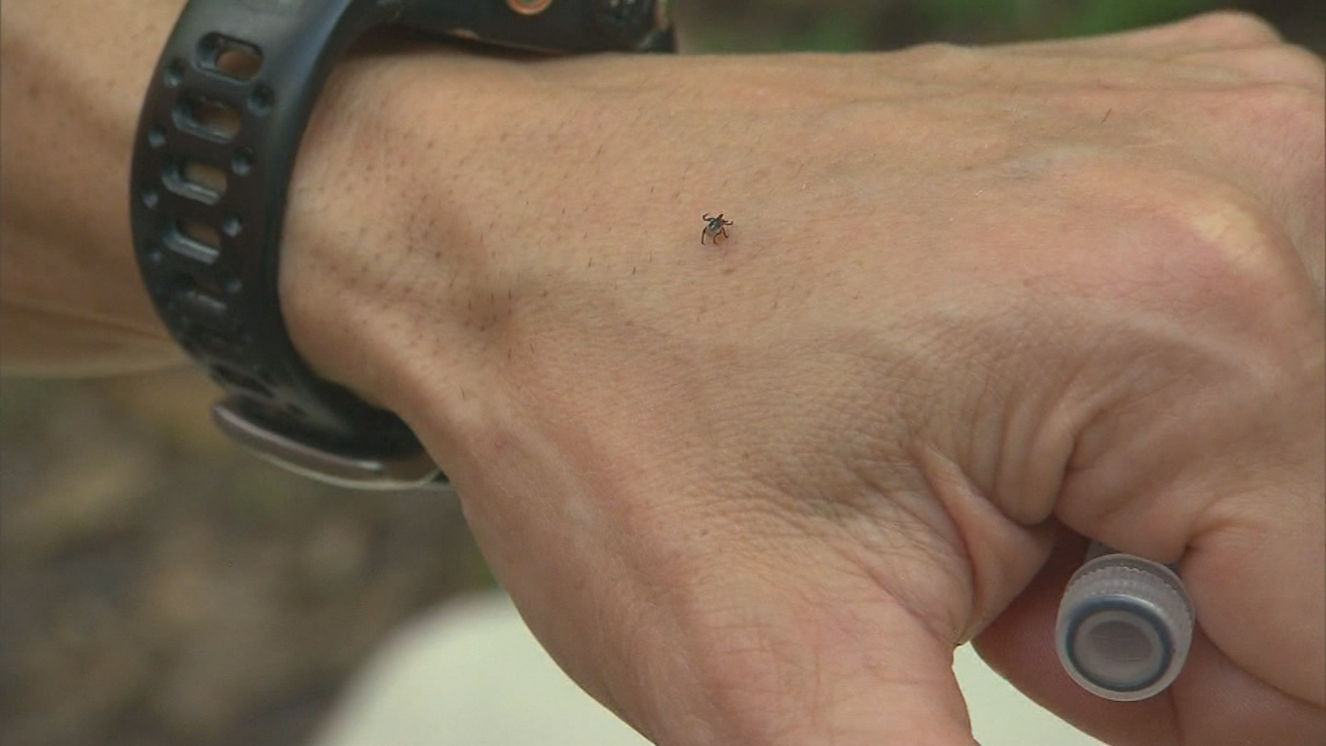 Experts Share Tips On How To Keep Safe From Mosquitoes And Ticks ...