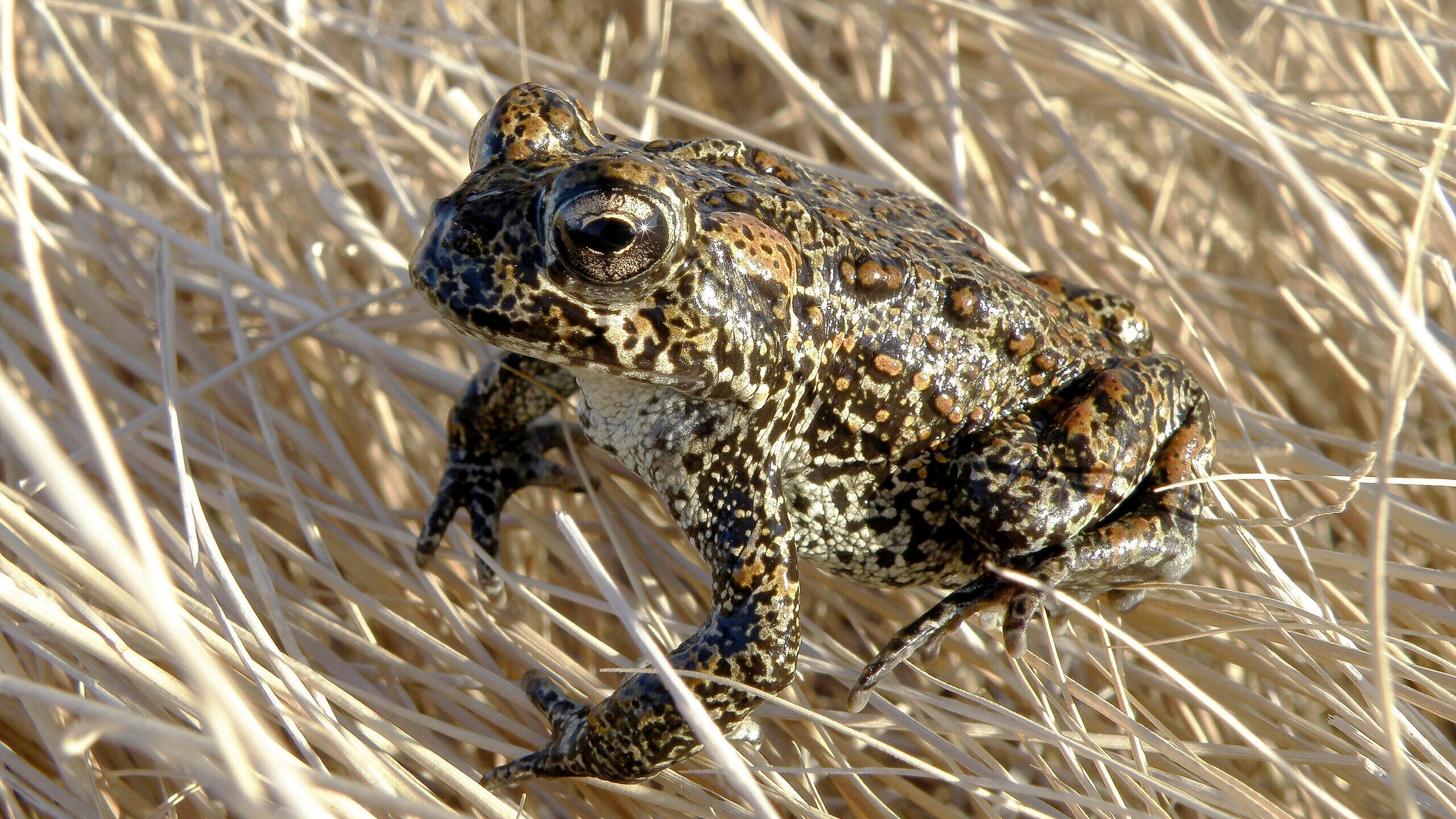 US to reopen review of Nevada geothermal plant near endangered toad while legal battle is on hold