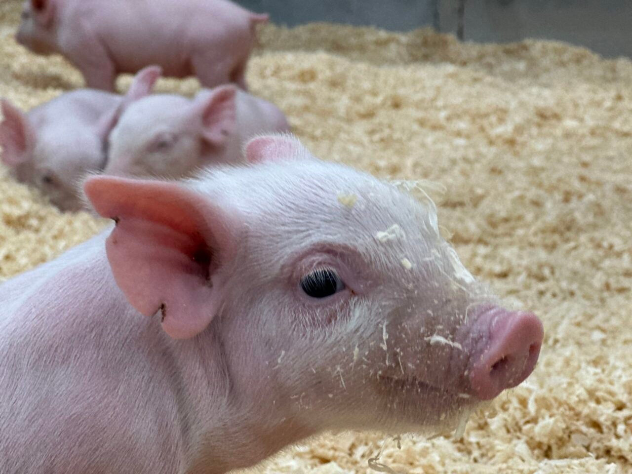 This piglet is part of a sow and litter exhibit at the 2023 Indiana State Fair. (WISH Photo/Reece Lindquist)