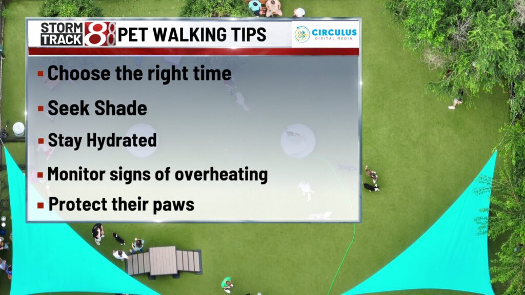 Summer Dog Walking Guide