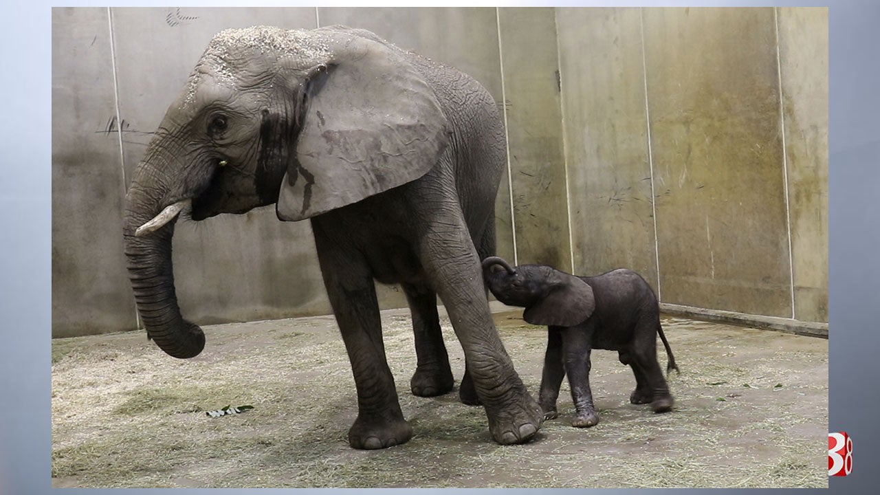 Newest arrival at Indianapolis Zoo comes in at 262 pounds