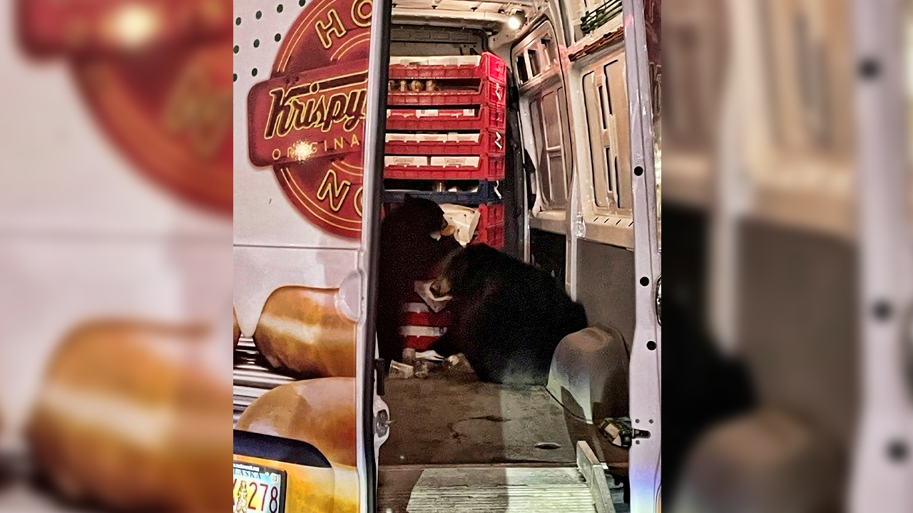 Two bears on an Alaska military base raided the Krispy Kreme doughnut van that was stopped outside a convenience store during its delivery route. The driver usually left his doors open when he stopped at the store but this time a sow and one of her cubs that loiter nearby sauntered inside, where they stayed for probably 20 minutes Tuesday morning, said Shelly Deano, the store manager for Joint Base Elmendorf-Richardson JMM Express. (Shelly Deano via AP)